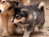 4 chiots Finnois de Laponie non LOF de mars 2026 à réserver