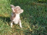 Chiot Chihuahua mâle gris non LOF de janvier 2026 à vendre