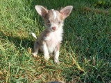 Chiot Chihuahua mâle gris non LOF de janvier 2026 à vendre