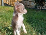 Chiot Chihuahua mâle gris non LOF de janvier 2026 à vendre