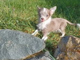Chiot Chihuahua mâle gris non LOF de janvier 2026 à vendre