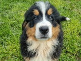Portée de 11 chiots Bouvier Bernois LOF nés en mars 2026 à vendre