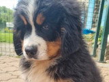 Portée de 11 chiots Bouvier Bernois LOF nés en mars 2026 à vendre