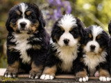 Portée de 11 chiots Bouvier Bernois LOF nés en mars 2026 à vendre