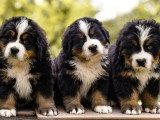 Portée de 11 chiots Bouvier Bernois LOF nés en mars 2026 à vendre
