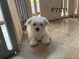 Chiot femelle Bichon Maltais à réserver non LOF de février 2026