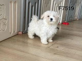 Chiot femelle Bichon Maltais à réserver non LOF de février 2026