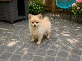 Portée de 3 chiots Spitz non LOF nés en mars 2026 à vendre