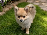 Portée de 3 chiots Spitz non LOF nés en mars 2026 à vendre
