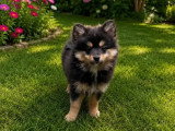 Portée de 3 chiots Spitz non LOF nés en mars 2026 à vendre