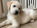 Réservation 2 Labradors non LOF un mâle un femelle de décembre 2025