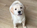 Réservation 2 Labradors non LOF un mâle un femelle de décembre 2025