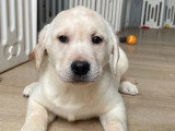 Réservation 2 Labradors non LOF un mâle un femelle de décembre 2025