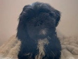 Chiens Lhassa Apso mâle et femelle de mai 2025 à vendre non LOF