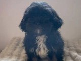 Chiens Lhassa Apso mâle et femelle de mai 2025 à vendre non LOF