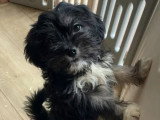 Chiens Lhassa Apso mâle et femelle de mai 2025 à vendre non LOF
