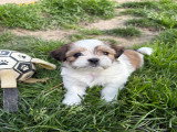 Chiots Shih Tzu croisés Chihuahua à vendre