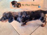 Chiots Teckel Nain kaninchen à poil dur à vendre