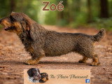 Chiots Teckel Nain kaninchen à poil dur à vendre