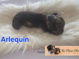Chiots Teckel Nain kaninchen à poil dur à vendre