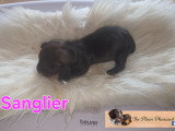 Chiots Teckel Nain kaninchen à poil dur à vendre