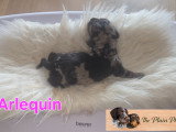 Chiots Teckel Nain kaninchen à poil dur à vendre