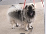 Chienne Keeshond à vendre
