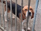 Un Beagle mâle LOF adulte à vendre