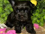 Chiot Yorkshire mâle noir non LOF né mars 2026 à vendre