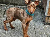 Chiot Pinscher mâle merle non LOF né en janvier 2026 à vendre