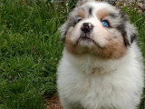 Portée de 6 chiots Berger Australien LOF nés en avril 2026