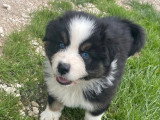 Portée de 6 chiots Berger Australien LOF nés en avril 2026