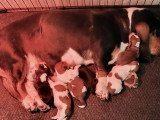 Portée de 4 chiots Basset Hound nés en mai 2026 non LOF à vendre
