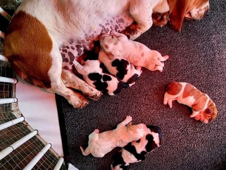 Portée de 4 chiots Basset Hound nés en mai 2026 non LOF à réserver
