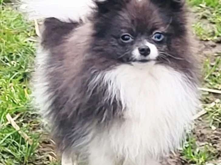 Chien Spitz Nain merle non LOF né avril 2025 à vendre