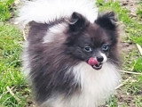 Chien Spitz Nain merle non LOF né avril 2025 à vendre