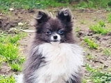Chien Spitz Nain merle non LOF né avril 2025 à vendre