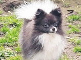 Chien Spitz Nain merle non LOF né avril 2025 à vendre