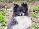 Chien Spitz Nain merle non LOF né avril 2025 à vendre