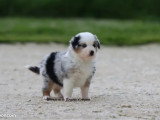 Chiot femelle Berger Américain Miniature bleu merle LOF à vendre