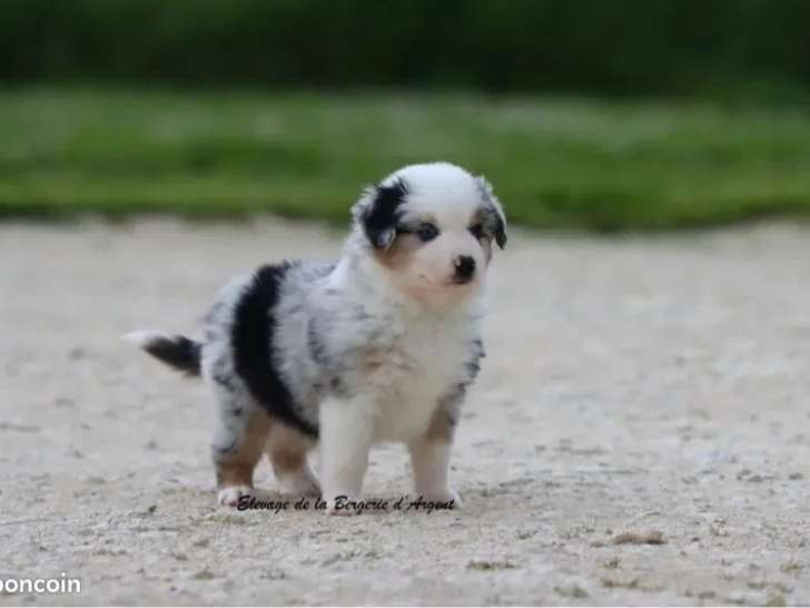Chiot femelle Berger Américain Miniature bleu merle LOF à vendre