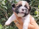 2 chiots femelles Shih Tzu tricolores non LOF nés avril 2026 à vendre