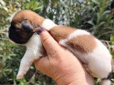 2 chiots femelles Shih Tzu tricolores non LOF nés avril 2026 à vendre