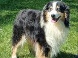 Chien Berger Australien LOF mâle à vendre