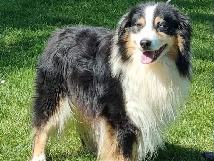 Chien Berger Australien LOF mâle à vendre