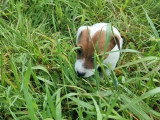 2 chiots femelles Jack Russell Terrier LOF nées en mars 2026 à vendre