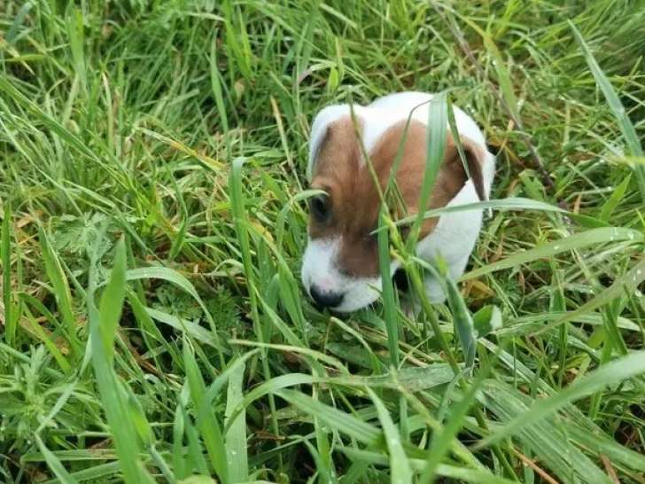 2 chiots femelles Jack Russell Terrier LOF nées en mars 2026 à vendre