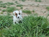 2 chiots femelles Jack Russell Terrier LOF nés en mars 2026 à vendre