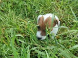 2 chiots femelles Jack Russell Terrier LOF nés en mars 2026 à vendre