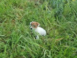 2 chiots femelles Jack Russell Terrier LOF nés en mars 2026 à vendre